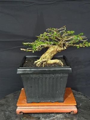 Imagen real Bonsai Premna Mame | Bonsai Premna | Árbol Bonsai | Bonsai Foto 1 de 2