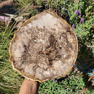 Versteinertes Holz große Kristallplatte Scheibe Display Dekor | 1740 Gramm | 3 Pfund 14 Unzen - Bild 1 von 9