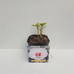 XXL hibiscus mosquitoes jolly heart giant hibiscus perennial hibiscus - Picture 1 of 1