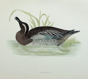 GARGANEY, DUCK, original antique ornithological, bird print, MORRIS, 1897 - Picture 1 of 2