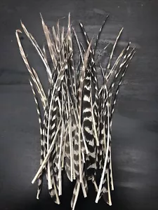 50 Natural Barred Turkey Biots - Picture 1 of 1