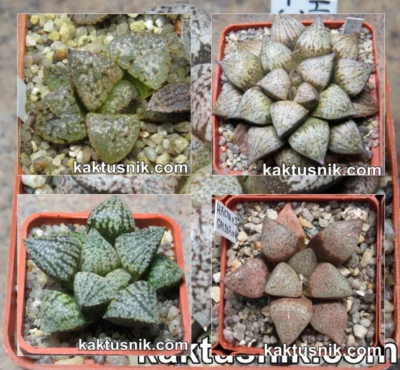 Haworthia picta mix    20seeds  harvest 2025 - Image 1 of 3