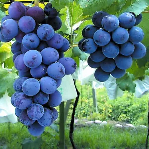 6pcs Japanese Kyoho grape cuttings 巨峰葡萄插条 교호포도 US seller - Picture 1 of 2