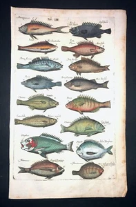 MERIAN - PERCH, SURGEON-FISH- PL.19 - FOLIO-ORIGINAL ENGRAVING -1650-1ST EDITION - Picture 1 of 1