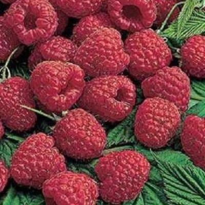MAYA GARDENS, INC. Lewis Red Raspberry, 1'-2' Tall Live Potted Plant .