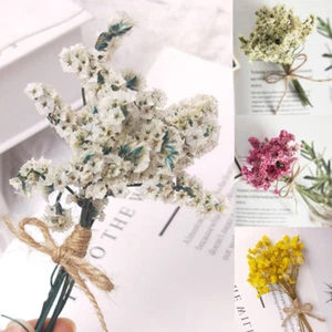 Natural Dried Flower Gypsophila Plants Pampas Grass Mini DIY Crafts Accessories - Picture 1 of 43