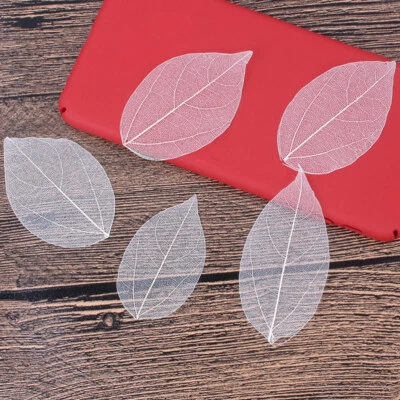 Esemplare di foglie secche 6 pezzi per segnalibro artigianale e decorazione - Immagine 1 di 4