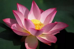 Nelumbo nucifera 2 semillas en todo el mundo - Imagen 1 de 3