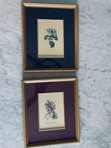 Pair Botanical Prints Louis Van Houtte Framed Matted Gold Wood 10x12 Vintage Art - Picture 1 of 12