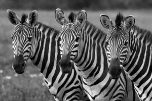 Photo Wall Mural-ZEBRA-(1167-)-NON WOVEN-Wallpaper-Animal Black&White Stripe XXL - Picture 1 of 1