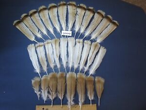 Set of Turkey feathers. 22 pcs Tails,8 pcs Pre-Tail.(3009)