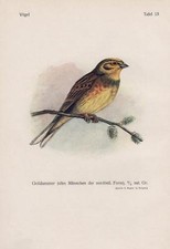 Goldammer Emberiza citrinella Fichtenkreuzschnabel Loxia Farbdrucke von 1928