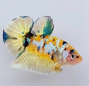 Live Betta Fish Yellow Gold Koi Galaxy HMPK 