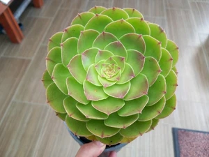 Sukkulente Aeonium Halloween syn. Madeira Rose - Bild 1 von 7