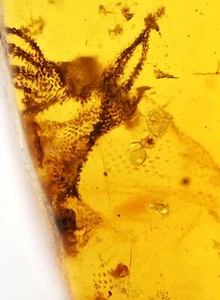 Rare Lizard Paws with skin shed, Fossil inclusion in Burmese Amber - Picture 1 of 2