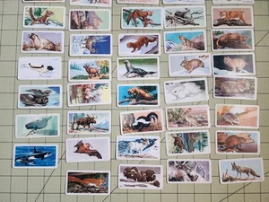 48 tarjetas coleccionables 1959 NWF Federación Nacional de Vida Silvestre Animales - Imagen 1 de 16