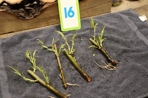 Rooted Black Willow cuttings, pics taken 4/11/25 Fast growing trees, Lot # 16 - Picture 1 of 5