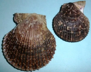Mimachlamys varia - PECTINIDAE - Spain SeaShells - set of 2 F++ #637 - Picture 1 of 2