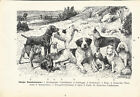 Hunderassen Hunde Original Alter Druck 1929 Old Print Lithographie