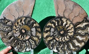 RARE 1-n-100 BLACK Ammonite PAIR Deep Crystal 110myo FOSSIL 205mm 8.2" a3974xx - Picture 1 of 7