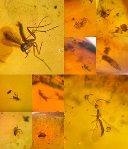 10 pieces authentic Myanmar insect Amber specimen fossil dinosaur age 10.1-15 - Picture 1 of 12