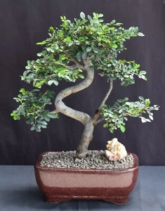 Chinese Elm Bonsai Tree 10" H Curved Trunk Style Ulmus Parvifolia Bonsai Tree - Picture 1 of 1