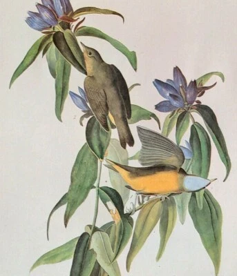 John James Audubon Birds CONNECTICUT WARBLER Vintage Libro de Arte Placa Impresión 386 Foto 1 de 3