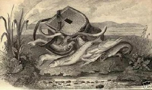 Angler's Manual Fly-Fishers Oracle Book 1836 fish - Bild 1 von 1