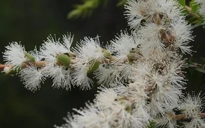 Aceite Esencial de Cajeput Puro Y Natural 30ML - Picture 1 of 1