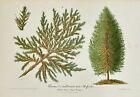 Antique Print   Charles Lemaire   Coniferous Plant Thuja   Biota Meldensis F5