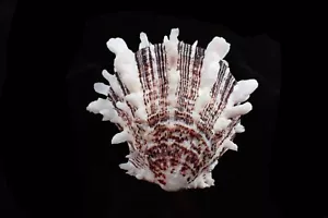 Sea shells -spondylus squamosa nice color 49-m.m. f+++ - Picture 1 of 3