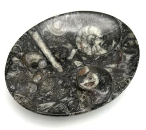 FM1202 Orthoceras Seifenschale Fossil Urtintenfisch Donnerkeil - Bild 1 von 3