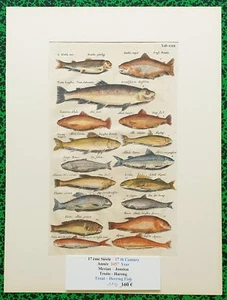 XVII ème - Jonston & Merian Superbe Gravure Truite Hareng Planche XXX de 1657 - Picture 1 of 1