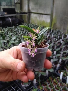 Orchid Species Cleisostoma crochetii - Picture 1 of 6