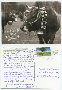 61398 - Pfronten - Allgäuer Braunvieh am Viehscheidplatz - AK, gelaufen - Bild 1 von 1