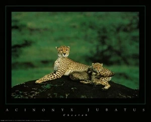 POSTER GHEPARDO incredibile foto di famiglia RARO NUOVO 16X20 - Foto 1 di 1