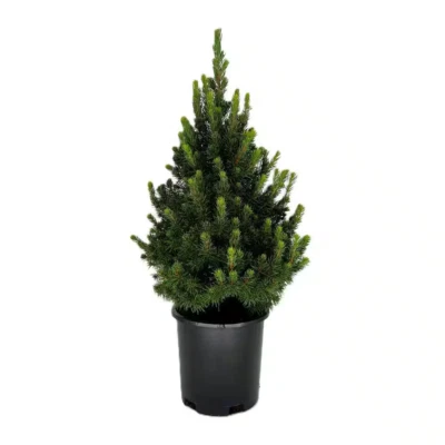 Dwarf Alberta Spruce Live Evergreen Tree 2.5 Qt Cold Hardy Outdoor Plant Shrub - Image 1 of 4