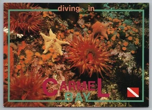 CARMEL BAY CA SCUBA Starfish Sea Urchin Anemone Coral Reef postcard C5 - Picture 1 of 2