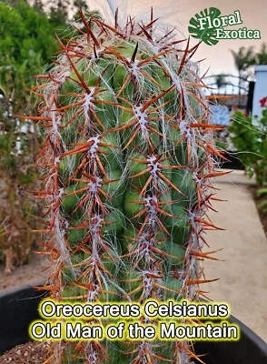 Oreocereus Celsianus -  High Color Contrast - Starter Plant - US Shipping - Image 1 of 4