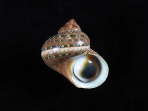 Sea shell Turbo petholatus 56.8mm ID#9139 - Picture 1 of 4