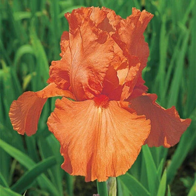 Orange Harvest Bearded Iris Rhizome, Orange Flowering Perennial Iris Root - Image 1 of 4
