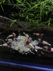 snowflake shrimp fish food 150g - Picture 1 of 12