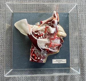 Cera Anatómica Diseccionada Cara Cabeza Humana Modelo somso Anatomía Alemana Médica - Imagen 1 de 9