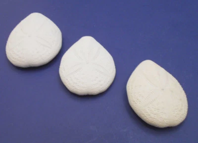 3 Beautiful White Puffer Sea Biscuit Shell 2" Sand Dollar Beach Crafts Nautical. - Image 1 of 4