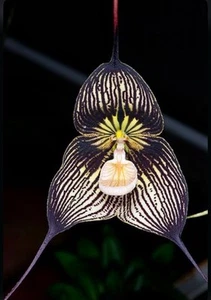 Dracula vampira Black Orchid Species Pendulous Flowers BS Division 1.5” Pot - Picture 1 of 6