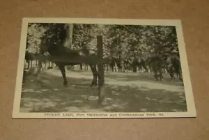 c1920 Picket Line Cavalry Horses Fort Oglethorpe Chickamauga Park GA Postcard - Picture 1 of 2