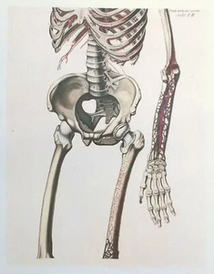 litografia tavola anatomica paolo mascagni 1978 antico ordine martinista tav 18 - Bild 1 von 2