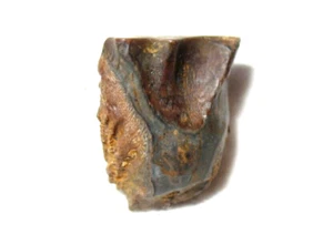 Kreidezeit Triceratops Hell Creek Dinosaurier großer Zahn Fossil #9 - Bild 1 von 5