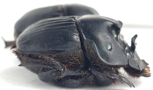 Scarabaeidae Scarabaeinae Coprophanaeus telamon Peru - Bild 1 von 2