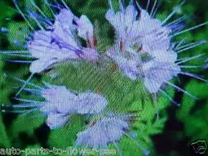 400 SEED  of the LACY PHACELIA   PURPLE/VIOLET COLOR    A-BUY-1-GET-1-FREE-OFFER - Picture 1 of 1